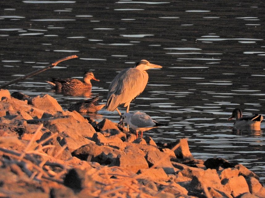 Peter Blei unterwegs am Stausee Kelbra