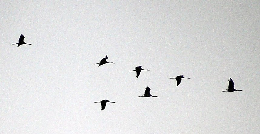 Kranichf&uuml;hrung am Stausee Kelbra