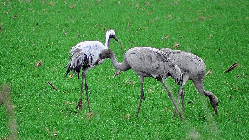 Vogelzug am Stausee Kelbra