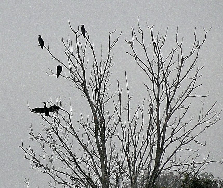 Kormorane am Stausee