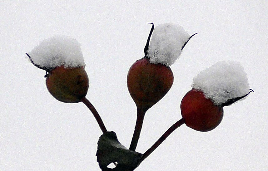 Winter unterm Kyffh&auml;user