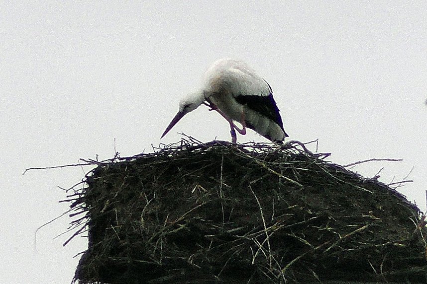 Erster Storch in der Goldenen Aue 