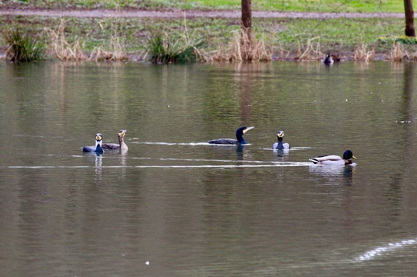 Kormorane in Nordhausen im Stadtpark 