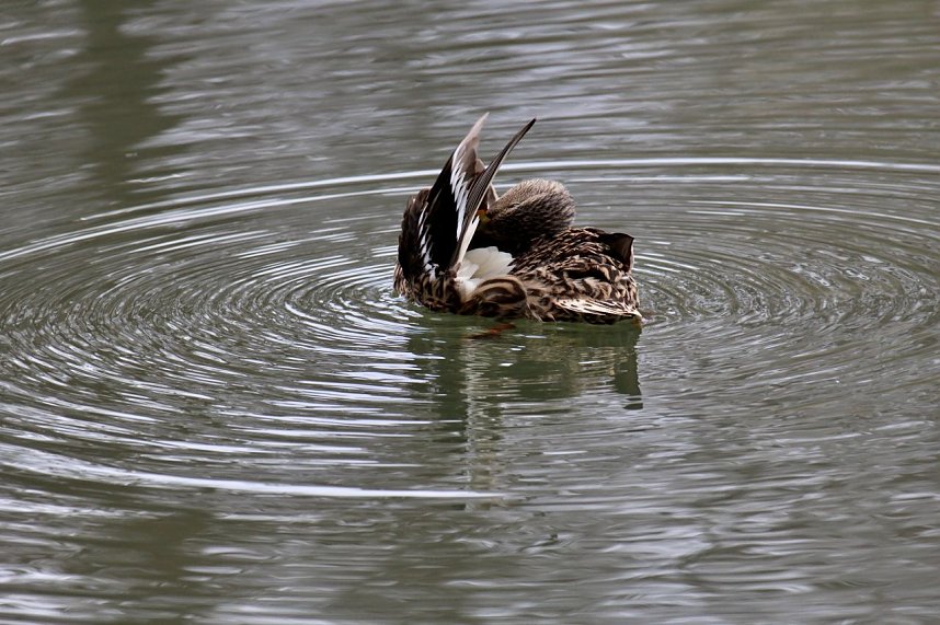 Kein Kormoran - Stockente
