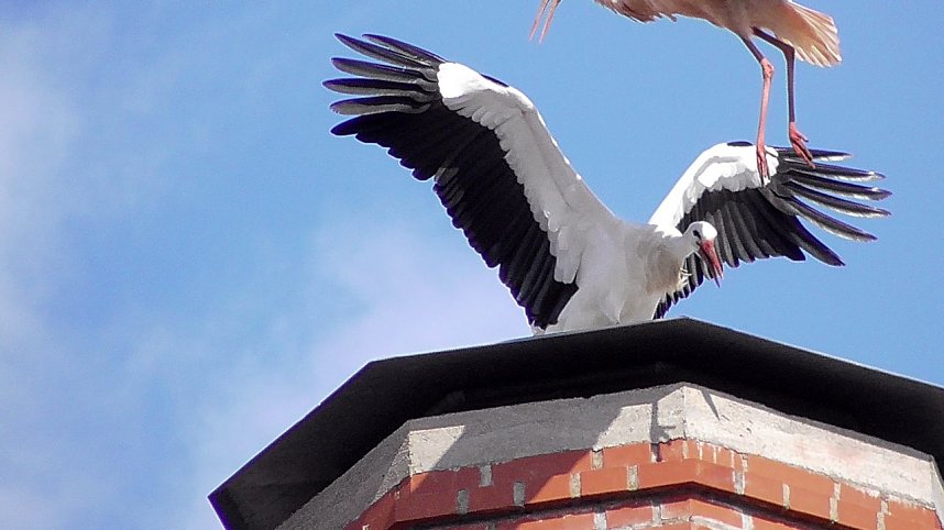 Storchenpaar in Kelbra 