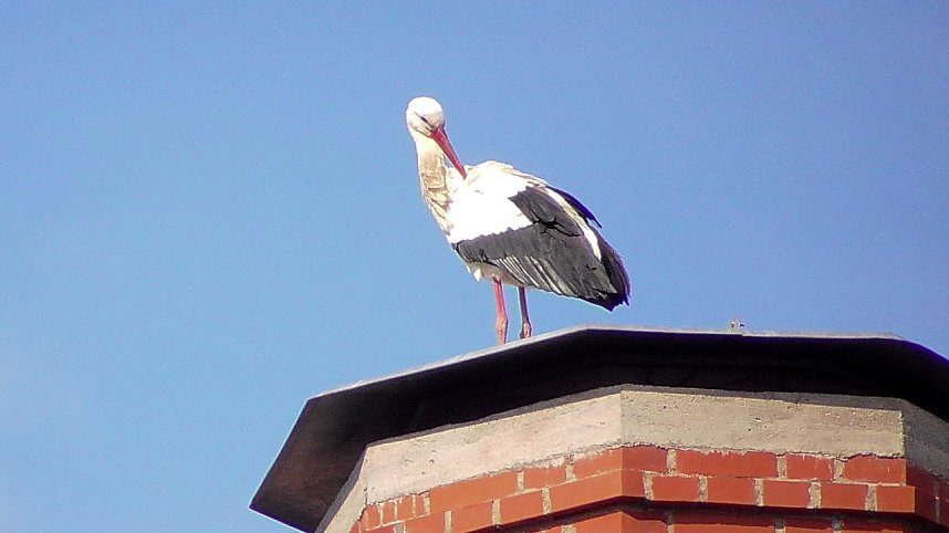 Storchenpaar in Kelbra 