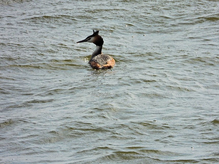 Peter Blei unterwegs am Stausee Kelbra