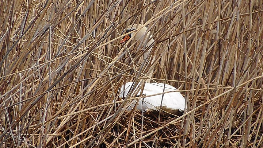 Es wird wieder gebr&uuml;tet