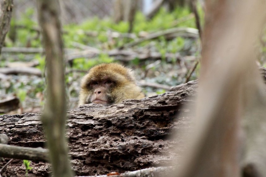 Besuch im Affenpark Strau&szlig;berg