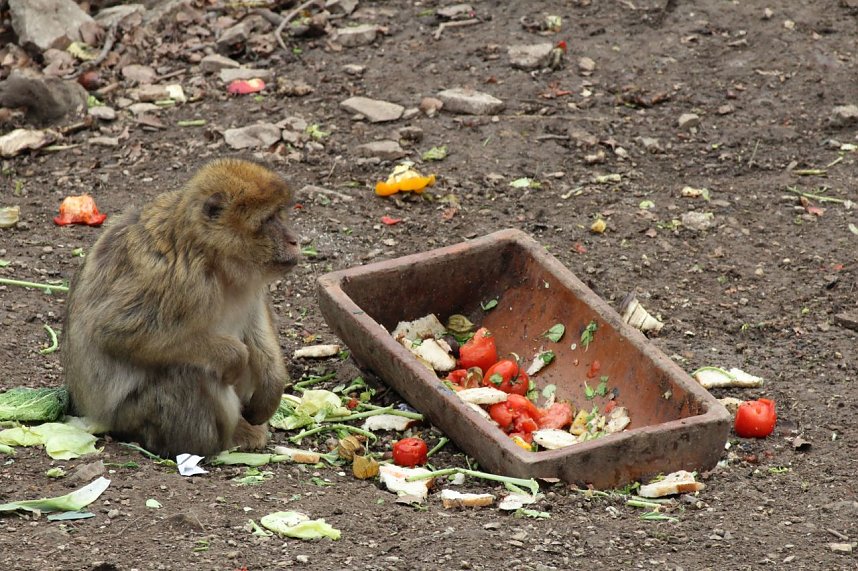 Besuch im Affenpark Strau&szlig;berg