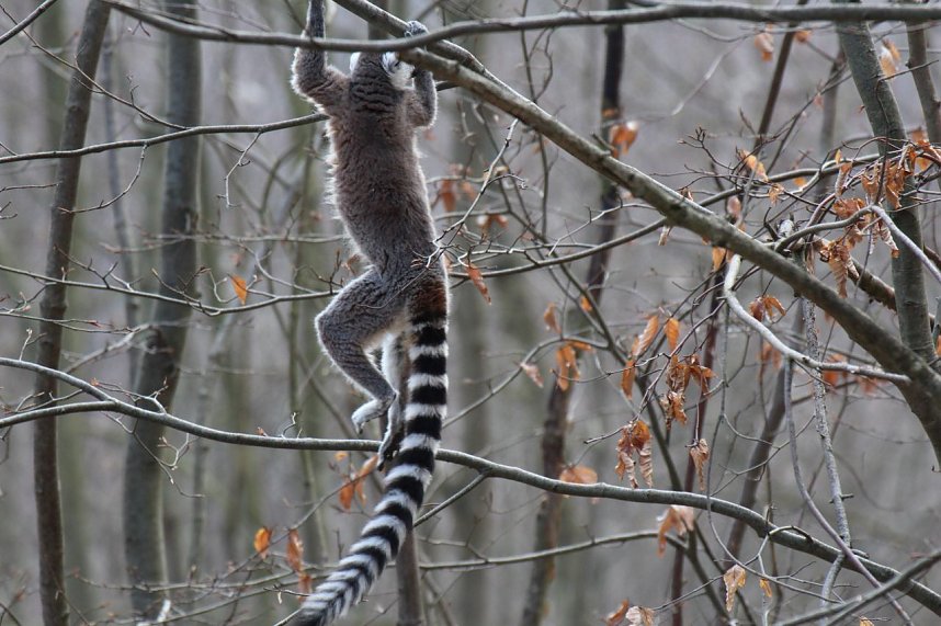 Besuch im Affenpark Strau&szlig;berg