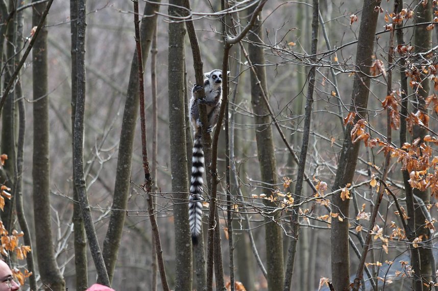 Besuch im Affenpark Strau&szlig;berg