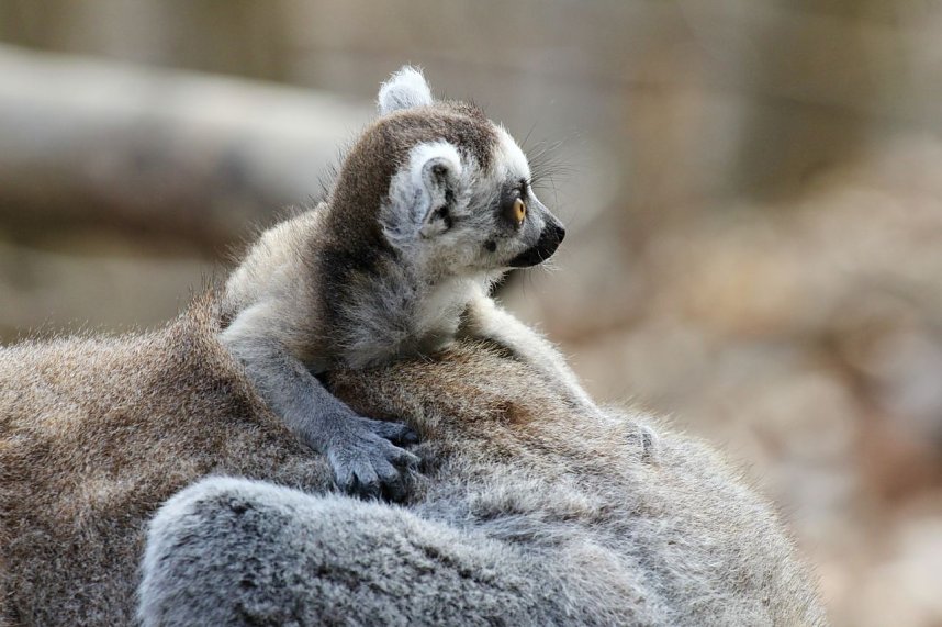 Besuch im Affenpark Strau&szlig;berg