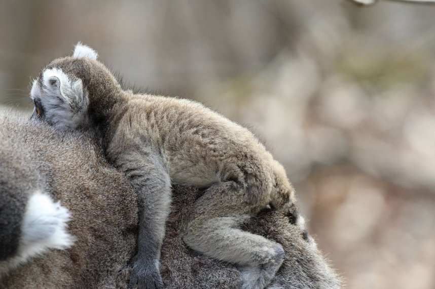 Besuch im Affenpark Strau&szlig;berg