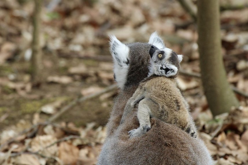 Besuch im Affenpark Strau&szlig;berg