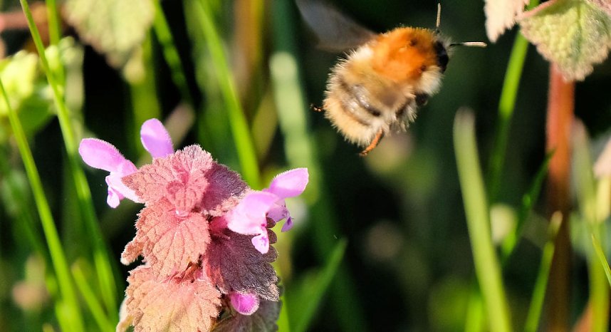 Summender Fr&uuml;hling 
