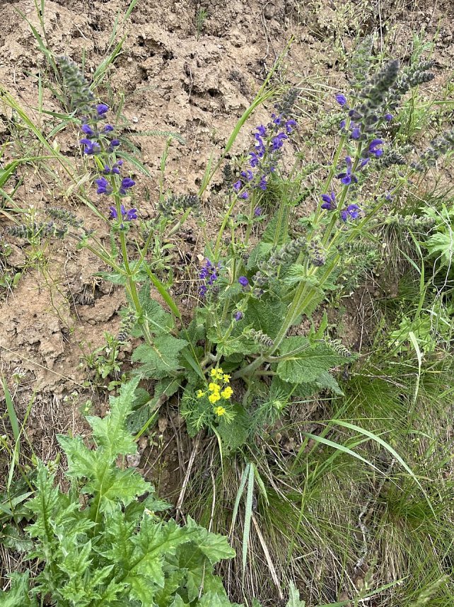 Wiese bei G&uuml;nserode im Kyffh&auml;userkreis