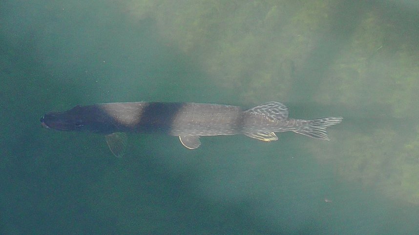 Tierische Schnappsch&uuml;sse rund um den Stausee Kelbra