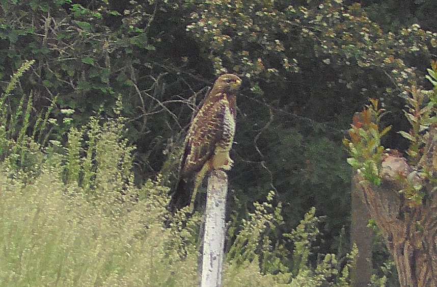Tierische Schnappsch&uuml;sse rund um den Stausee Kelbra
