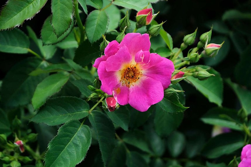 Kr&ouml;nung der Rosenk&ouml;nigin in Sangerhausen