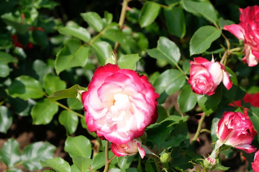 Kr&ouml;nung der Rosenk&ouml;nigin in Sangerhausen