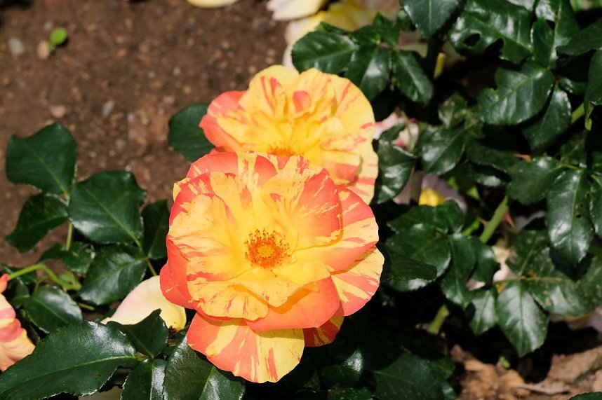 Kr&ouml;nung der Rosenk&ouml;nigin in Sangerhausen