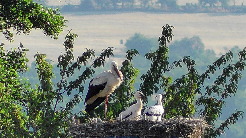 Nachwuchs geschl&uuml;pft 