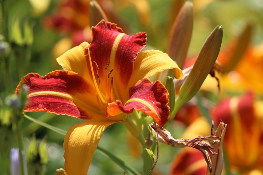 Schlosspark Ebeleben