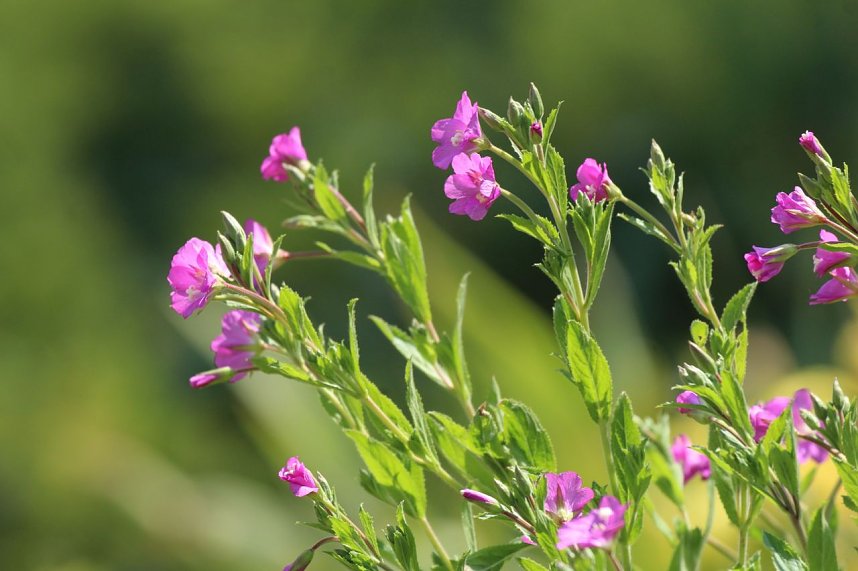 Schlosspark Ebeleben