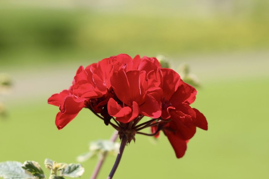 Schlosspark Bendeleben