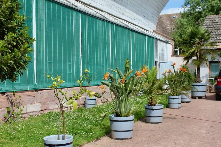 Orangerie in Bendeleben