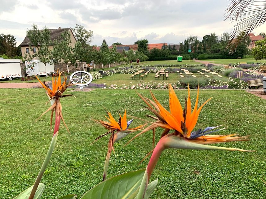 Orangerie in Bendeleben