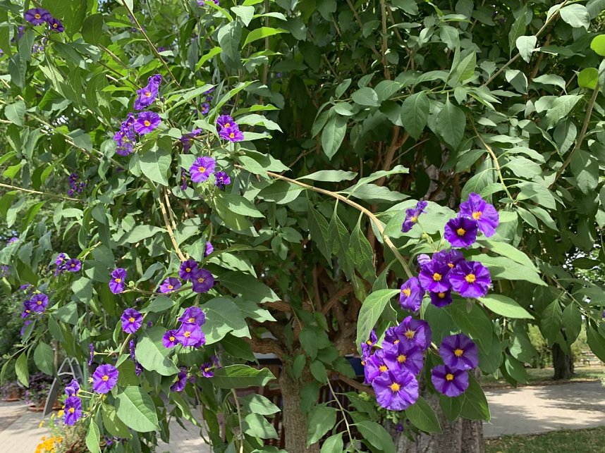 Europa Rosarium in Sangerhausen