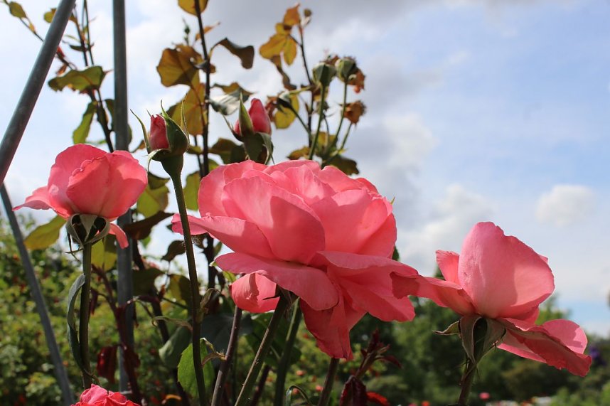 Europa Rosarium in Sangerhausen