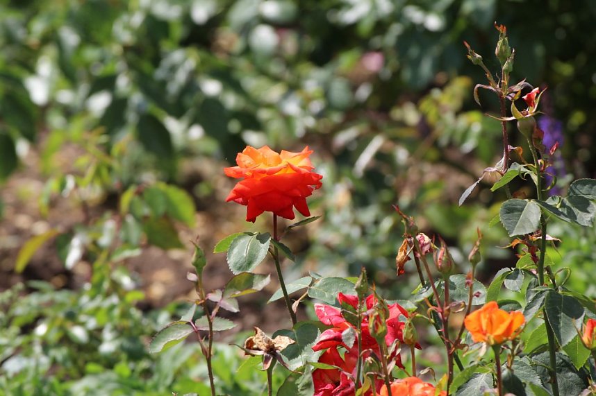 Europa Rosarium in Sangerhausen