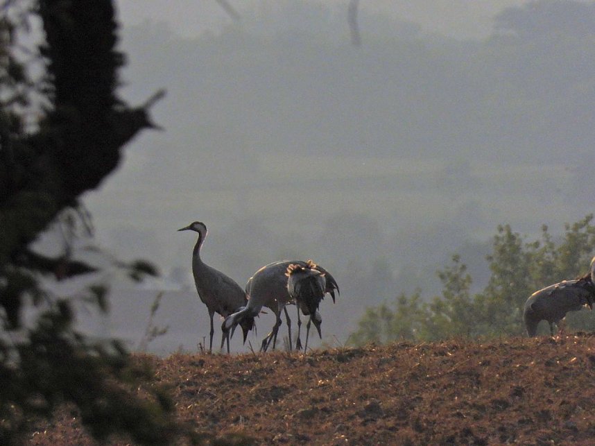 Kraniche am Stausee Kelbra