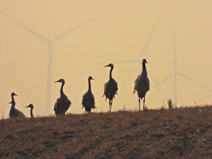 Kraniche am Stausee Kelbra