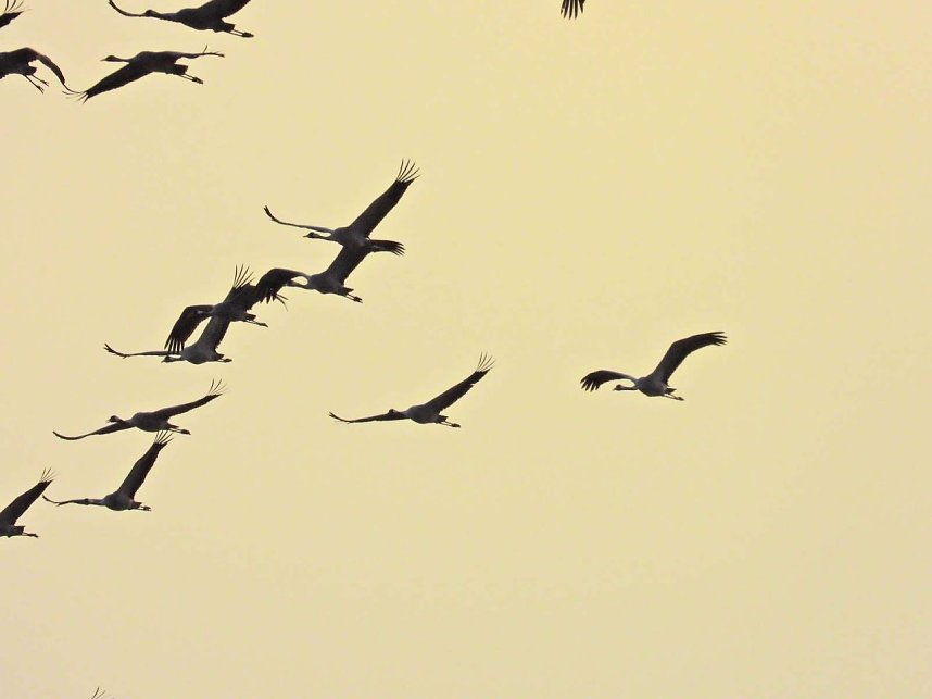 Kraniche am Stausee Kelbra