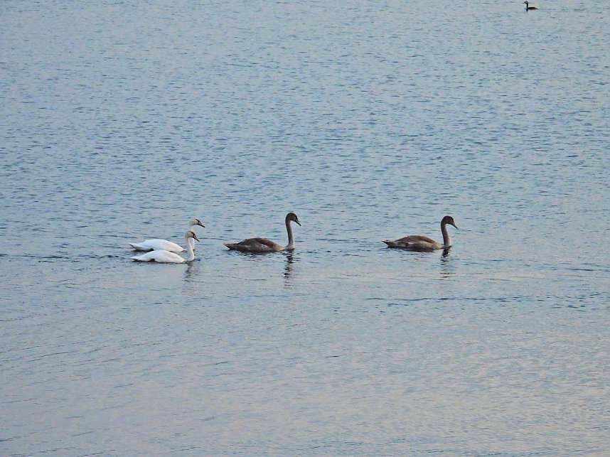 Kraniche am Stausee Kelbra