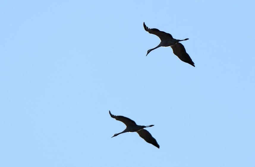 Kranichrast und Menschenauflauf