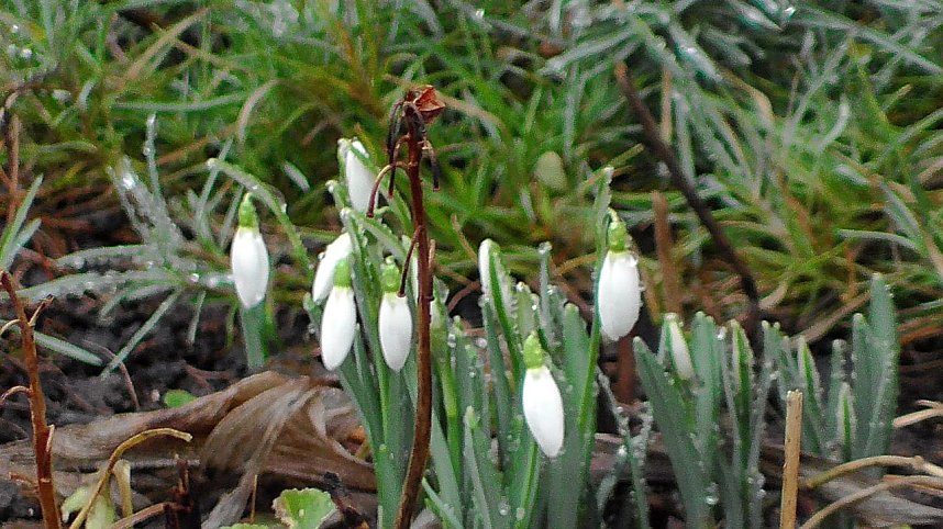 Erste Fr&uuml;hlingsboten in Kelbra
