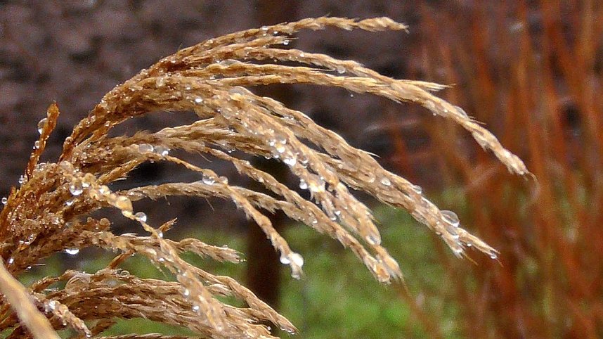 Erste Fr&uuml;hlingsboten in Kelbra