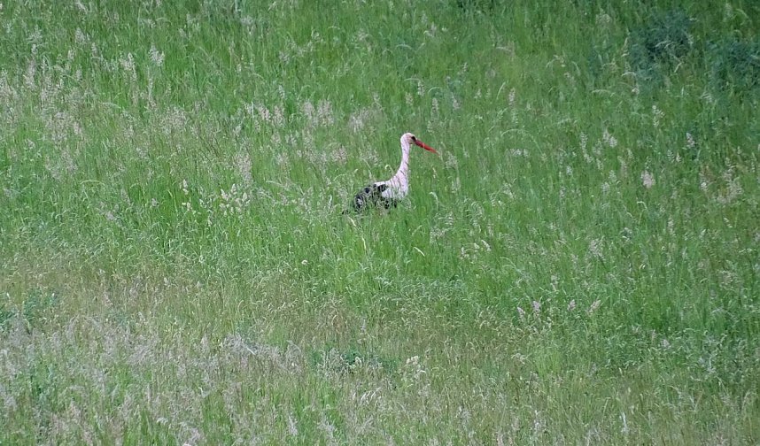 Peter Blei unterwegs am Stausee Kelbra
