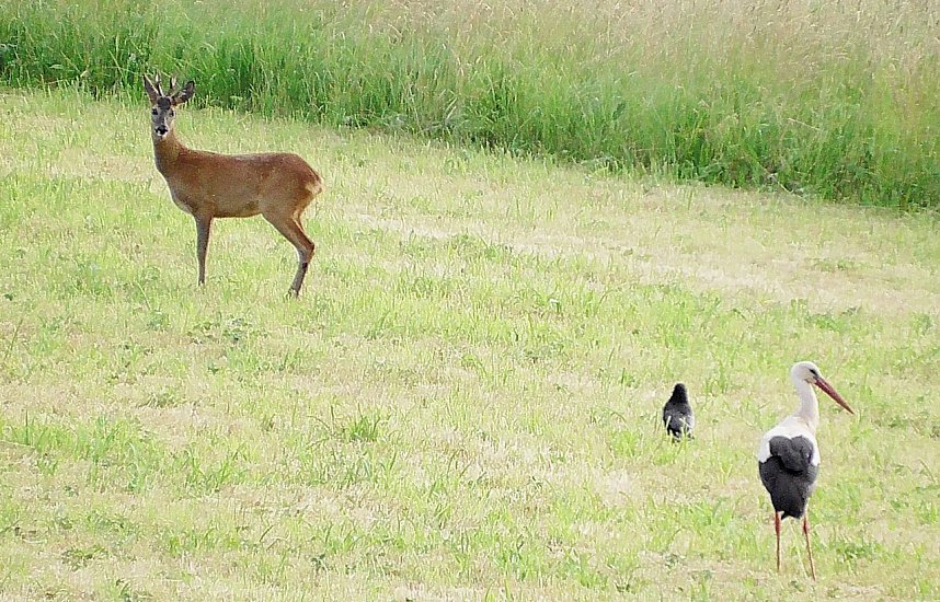 Unterwegs in der Goldenen Aue