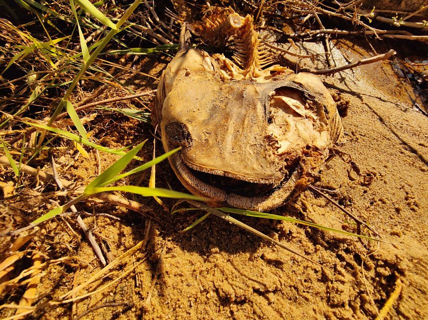 Peter Blei unterwegs in Je&szlig;nitz