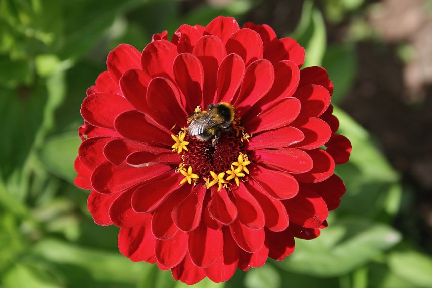 Es summt und brummt im Garten