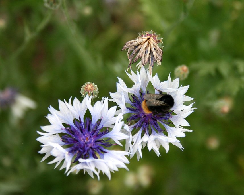 Es summt und brummt im Garten