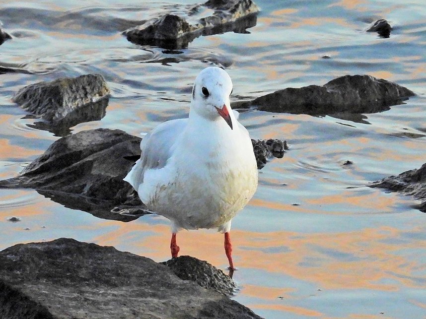 Beobachtungen am Kelbraer Stausee