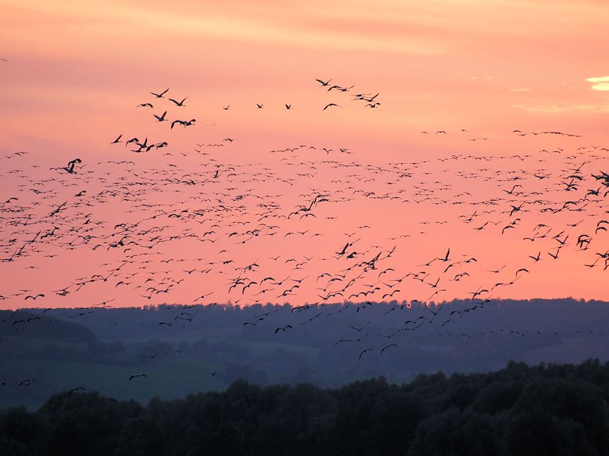 Peter Blei unter Kranichen