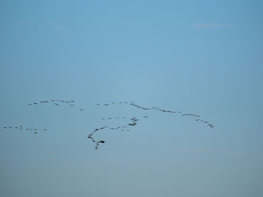 Peter Blei unter Kranichen